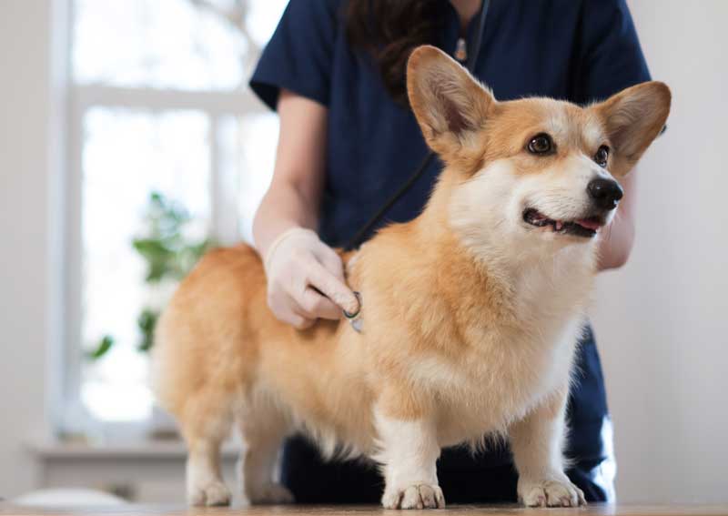 Carousel Slide 3: Dog veterinary care